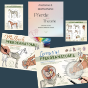 Profipaket: Anatomie lernen mit System – visuell, tiefgreifend, ganzheitlich