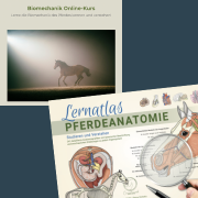 Einsteigerpaket: Anatomie verstehen & Bewegung begreifen