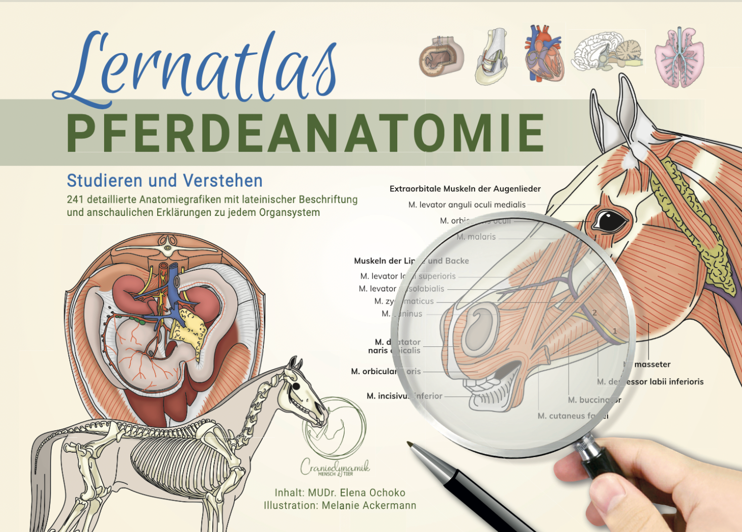 Anatomieatlas Pferd