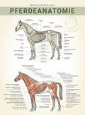 Anatomieposter Pferd