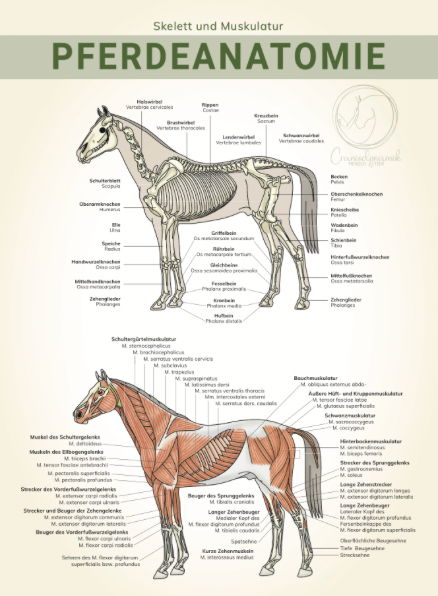 Anatomieposter Pferd