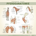 Lernkarten Pferdeanatomie – Komplettset