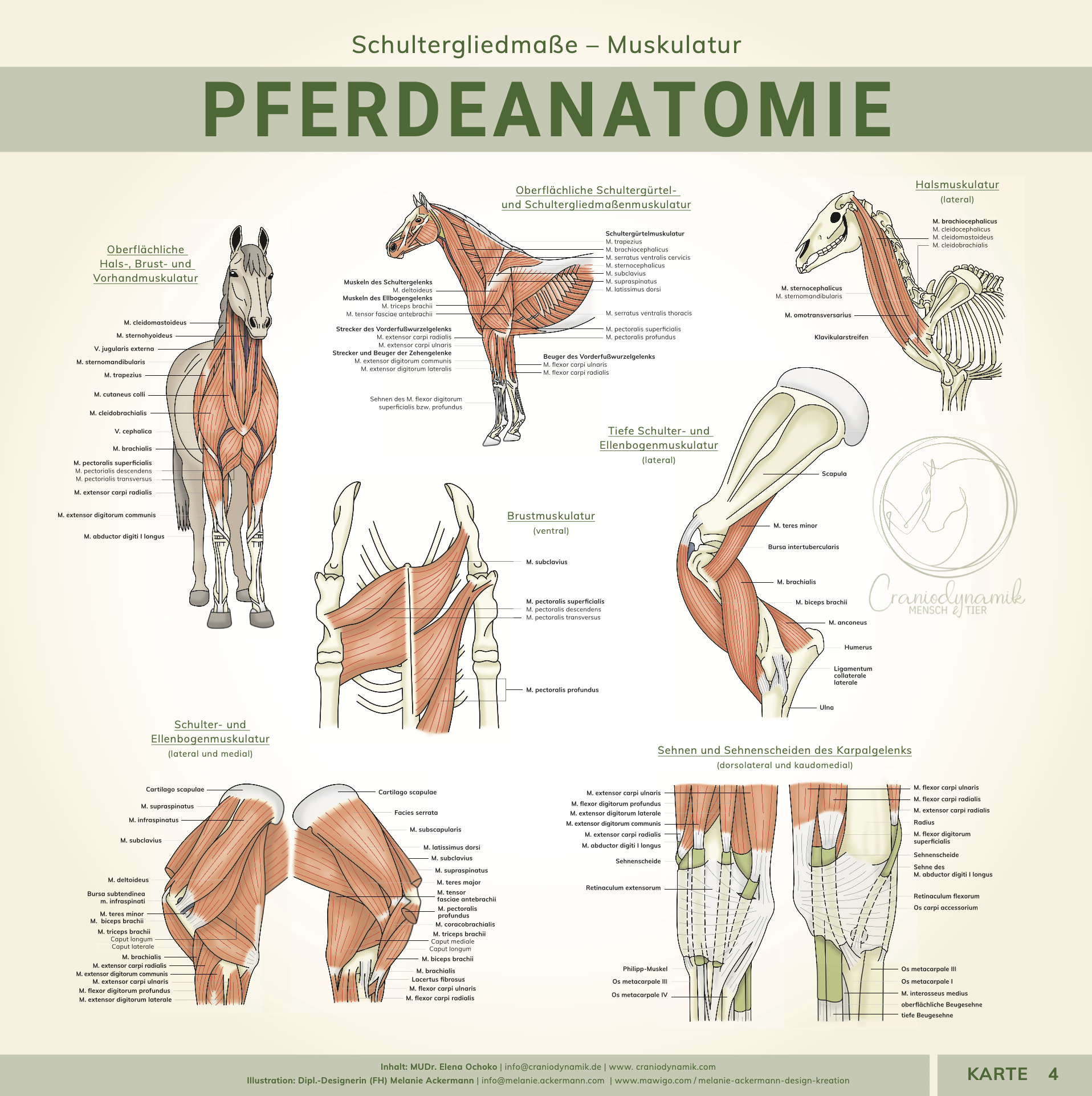 Lernkarten Pferdeanatomie – Komplettset